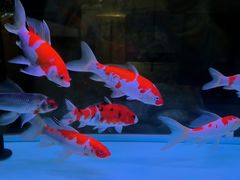 -苏州艺都古玩花鸟市场