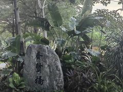 -银湖山郊野公园-相思林