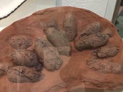 -美国自然历史博物馆