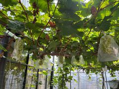 -马陆小张葡萄园农家乐