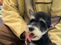 -帕帕拉兹宠物(亚洲旗舰店)