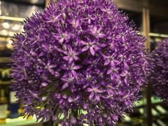 -双季花艺园艺市场(浦东店)