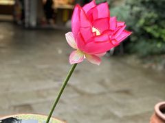 -韬光茶庵