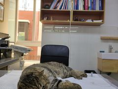 -爱侣宠医·鹦鹉专科·小型哺乳类·异宠专科(灵石路店)