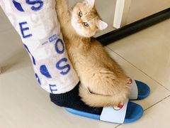 -lincat·猫舍(广州店)