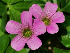 -上海滨江森林公园