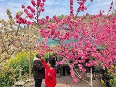 -桃源山庄·水蜜桃采摘·柴火鸡·烧烤团建(龙泉山店)