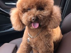 -爱侣宠医·鹦鹉专科·小型哺乳类·异宠专科(灵石路店)