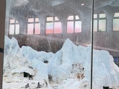 -帝企鹅自助餐厅•儿童岛•真企鹅(长隆企鹅酒店)