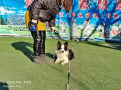 -宠物寄养训练学校
