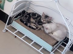 -70cat德文卷毛猫·缅因猫纯种猫舍