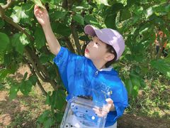 -南京小时候桑葚采摘园