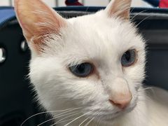 -纳吉亚猫专科动物诊疗中心(蒋宅口分院)