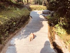 -大屏嶂森林公园
