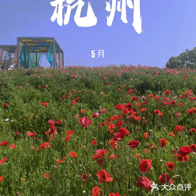 避开人潮享花海私景｜杭州超小众美照天堂