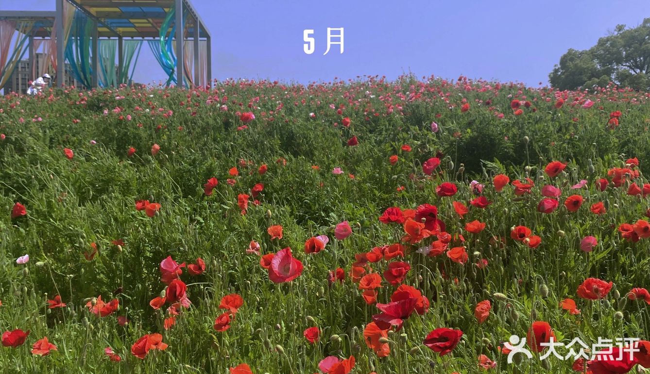 避开人潮享花海私景｜杭州超小众美照天堂