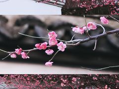 -八大山人梅湖景区