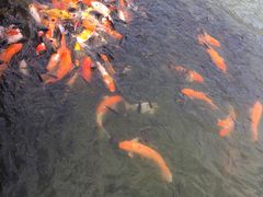 -珠海圆明新园
