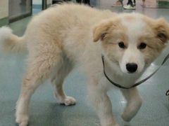 -动物缘宠物医院·骨科·猫科(西二环店)