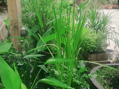 -丫口花园餐厅·融合菜