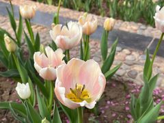 -石家庄市植物园