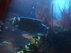 -迪拜帆船酒店海底餐厅