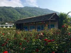 -亚龙湾国际玫瑰谷