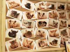 -龙猫仔乐园(惠福东路店)