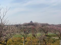 -上海海湾国家森林公园