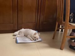 -纳吉亚猫专科动物诊疗中心(蒋宅口分院)