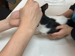 -中农大我爱我爱动物医院·核磁CT·猫病·24小时夜诊中心(石佛营店)
