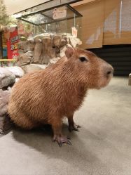 -造物庄园 萌宠纪(苏州湾歌林公园店)