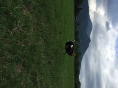 iphone_upload_pic-瑞穗牧场