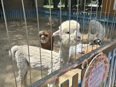 -沈阳森林动物园