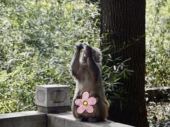 -苏州上方山国家森林公园