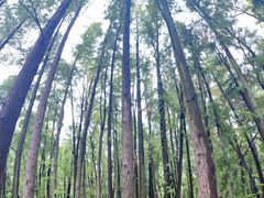 -上海共青森林公园