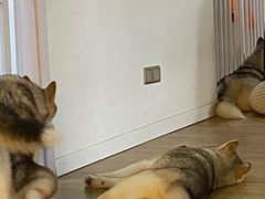 -Husky Go! 哈士奇体验馆·宠物咖啡厅狗咖