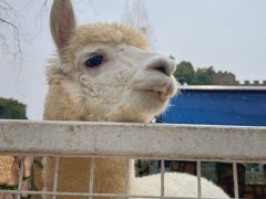 -J Create城市露营咖啡·简餐·宠物(上海动物园店)