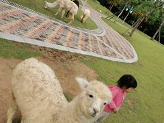 -灵玲国际马戏城