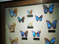 -上海昆虫博物馆