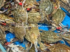 -半岛听涛蒸汽海鲜自助(K11店)