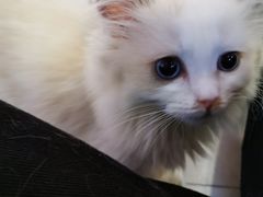 -三花喵·撸猫购宠·宠物生活馆(虹桥南丰城店)