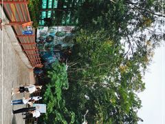 -西双版纳原始森林公园