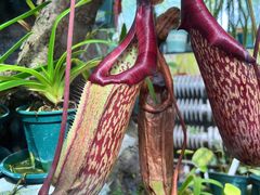 -国家植物园南园