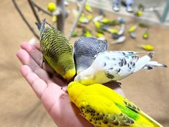 -上海大自然野生昆虫馆(东方明珠·爬宠昆虫探索中心)