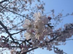 -顾村公园