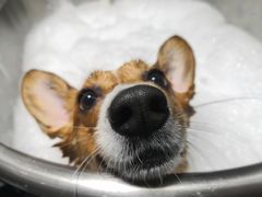 -Oh My Dog宠物沙龙(伊珊娜皮毛护理店)