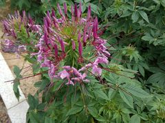 -北纬44度·金珠花海休闲农业旅游景区