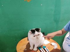 -藏猫猫咖啡主题馆(中央大道店)