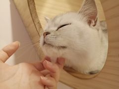 -猫咪派对(江南西店)